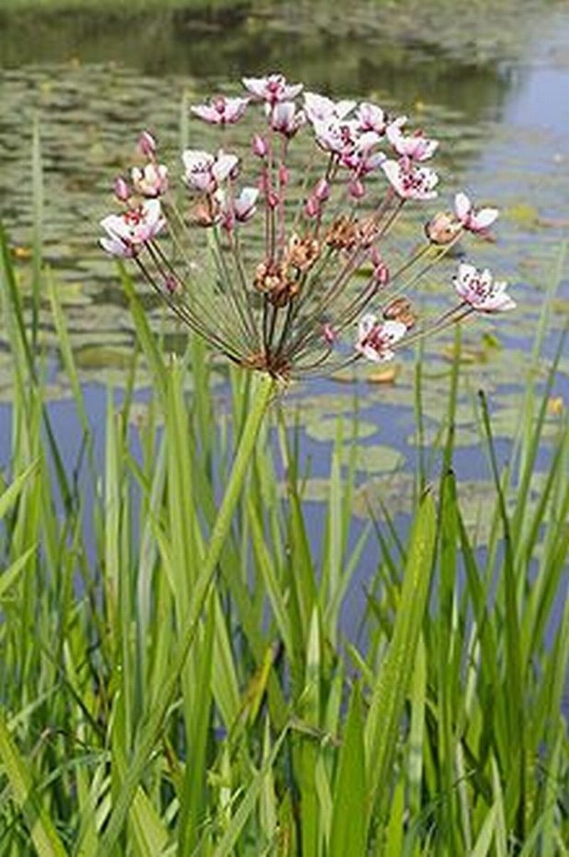 Butomus umbellatus / Giunco fiorito